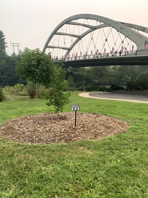 Ginkgo tree and informational plaque with Rogue River Bridge in the background